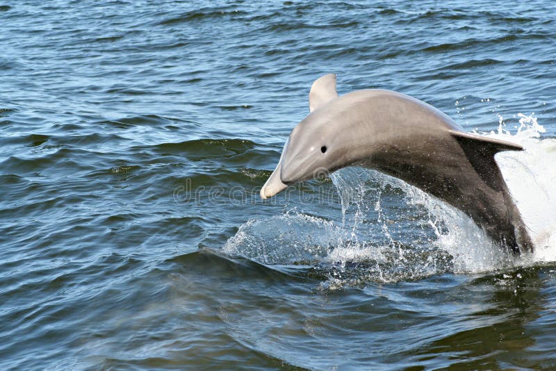 Dolphin