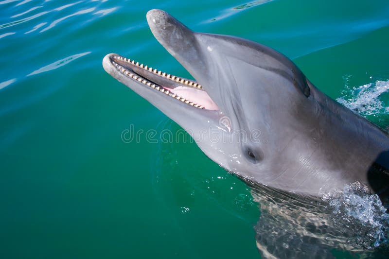 Dolphin