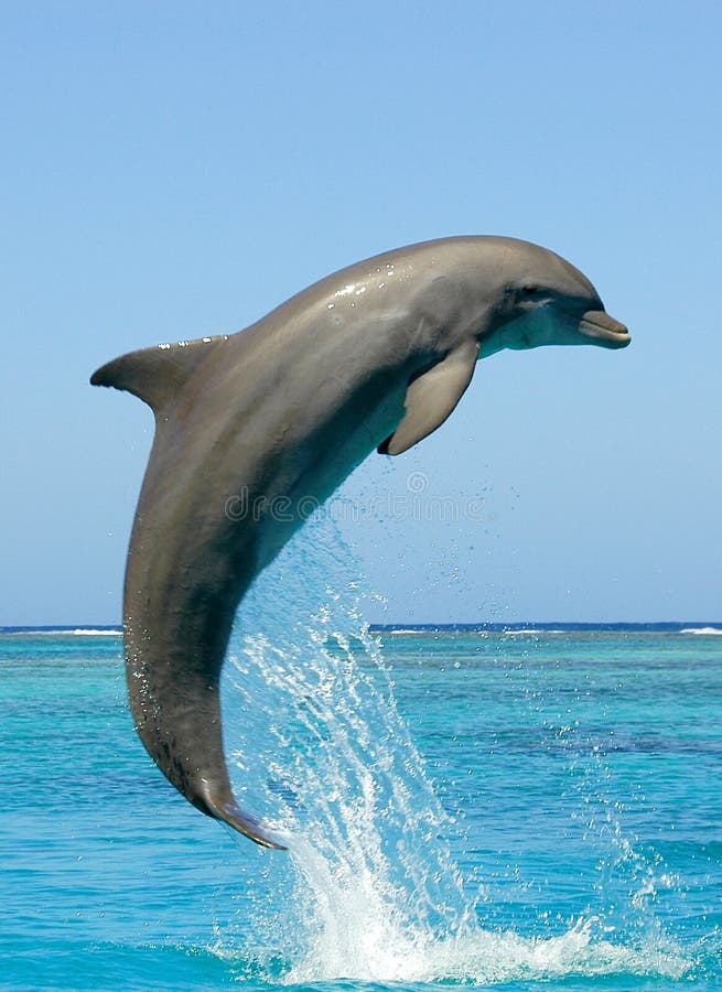 Strana z uhorka delfín skákanie v more.