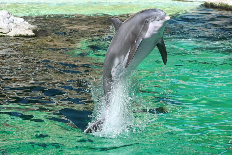 Dolphin