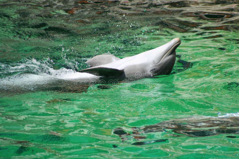 Dolphin