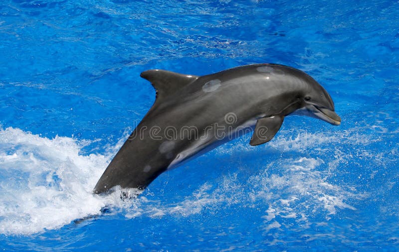 Dolphin. A dolphin swimming at the surface Dolphin. A dolphin swimming at the surface