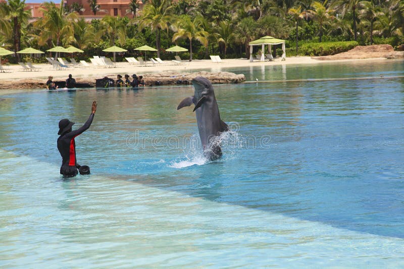 Dolphin at the Atlantis hotel royalty free stock image