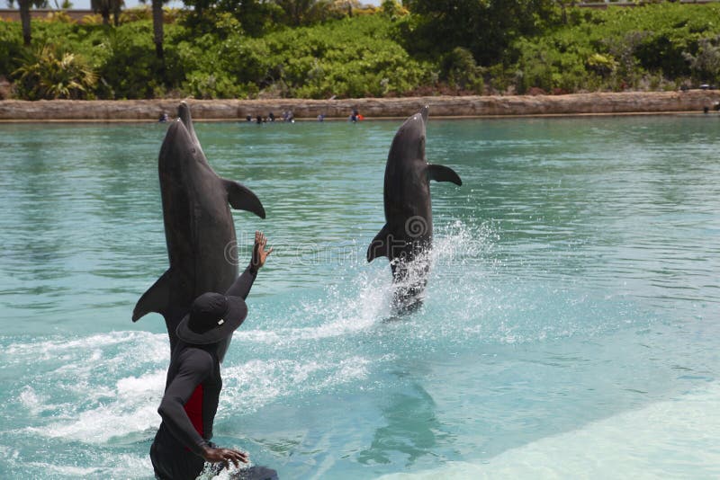 Dolphin at the Atlantis hotel royalty free stock photos