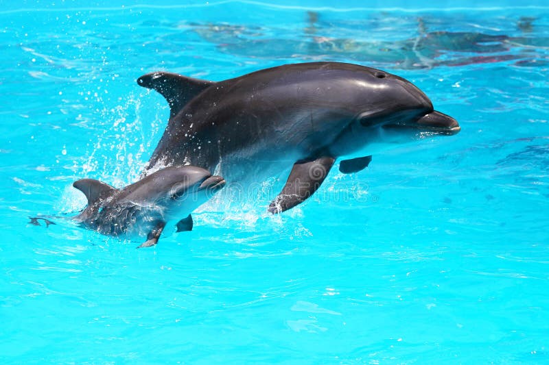 Dolphin with a Baby Floating in the Water Stock Photo - Image of head ...