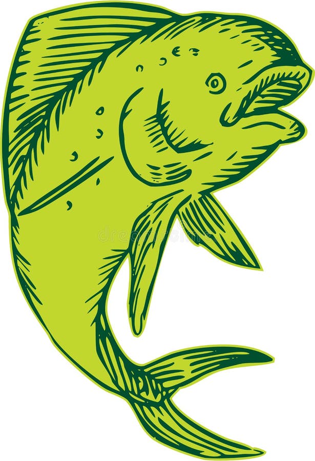 dolphin fish drawings dolphin fish drawings