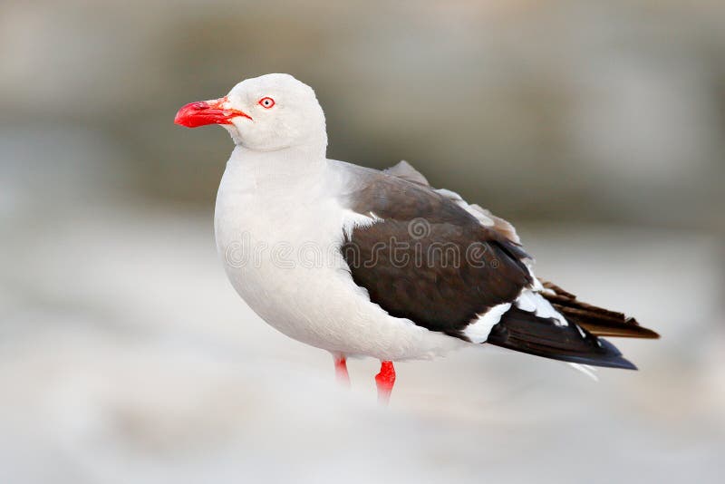 Dolphin gull, Larus scoresbii. Gull in the water.Sand white beach bird, sitting on the stick, with clear blue background, Falkland