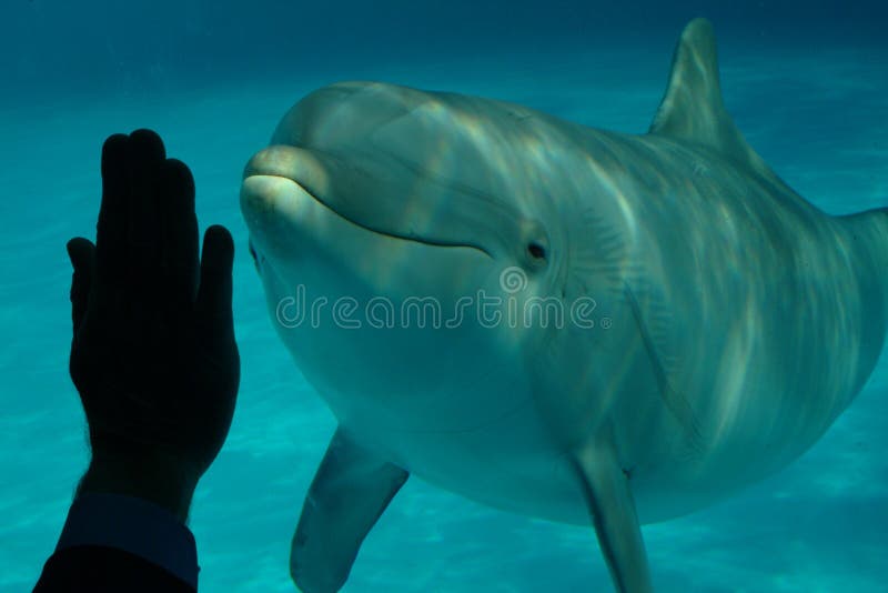 Dolphin and human hand 2 stock image. Image of closeup 11296005