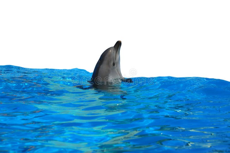 Dolphin