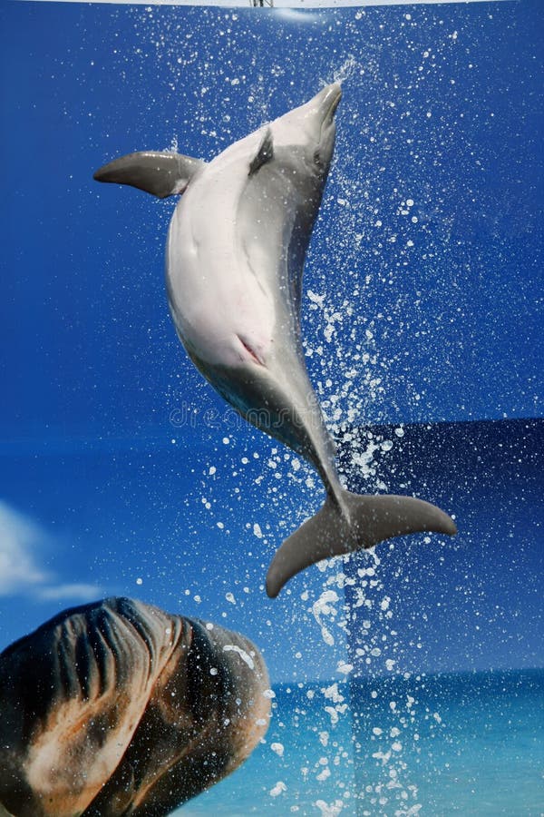 Dolphin jump stock photo. Image of play, swimmer, amusement 12284076