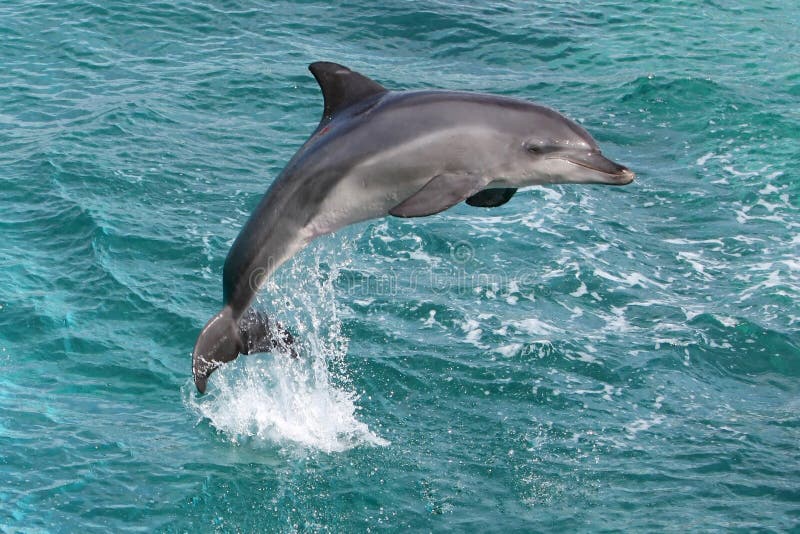 Dolphin Jump. Bottlenose dolphin leaping clear out of the water Dolphin Jump. Bottlenose dolphin leaping clear out of the water