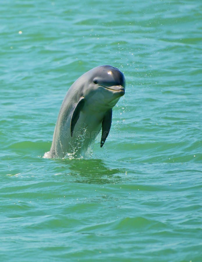 Dolphin Jumping, Florida. A grey dolphin looks like it is standing on the water, as it jumps out of the water while porpoising in the inter-coastal waterway off Dolphin Jumping, Florida. A grey dolphin looks like it is standing on the water, as it jumps out of the water while porpoising in the inter-coastal waterway off