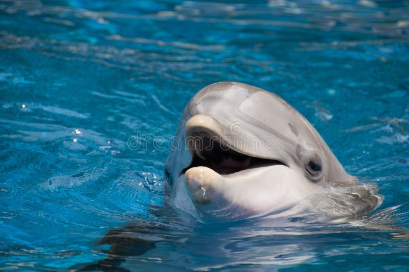 Dolphin with open mouth stock photo. Image of wild, tongue 26577718