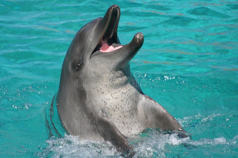 Dolphin playful