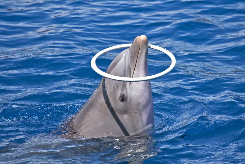 Dolphin plays with ring stock photo. Image of nature 20291438