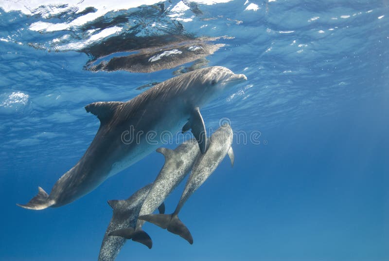 Dolphin with Pod