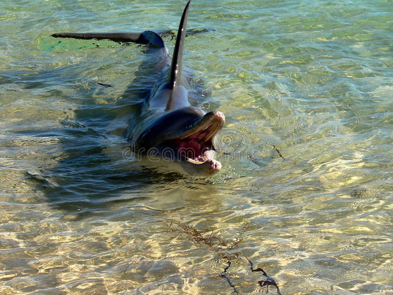 Dolphin in shallow water stock photo