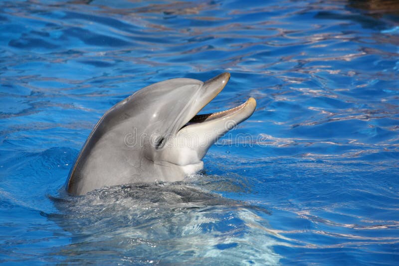 Dolphin smiling