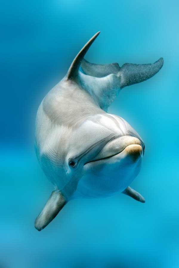 Dolphin Smiling Eye Close Up Portrait Detail Stock Photos Free