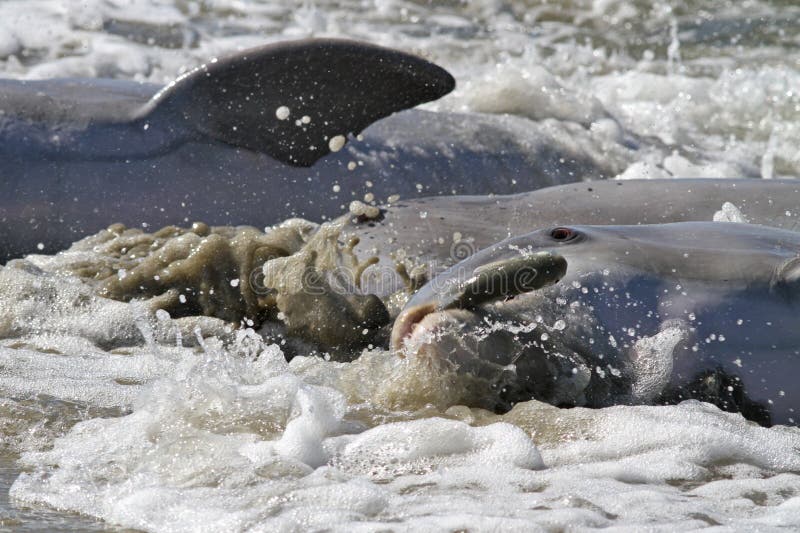 Dolphin Strand Feeding stock image. Image of macro, foam - 34841885
