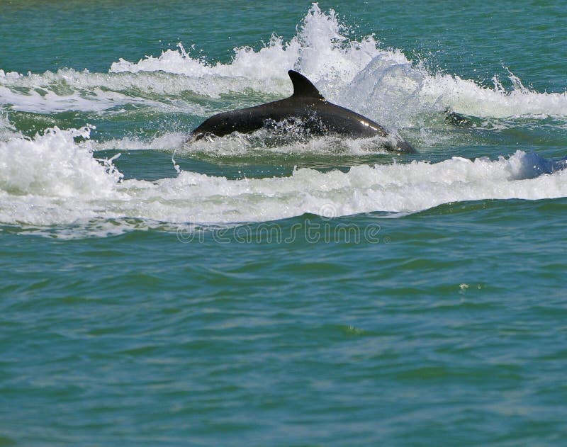 Dolphin Swimming, Florida stock photo. Image of animal 18733060