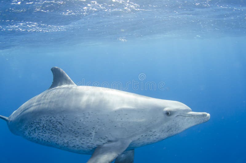 Bottle nosed dolphin play in the beap blue ocean. Bottle nosed dolphin play in the beap blue ocean