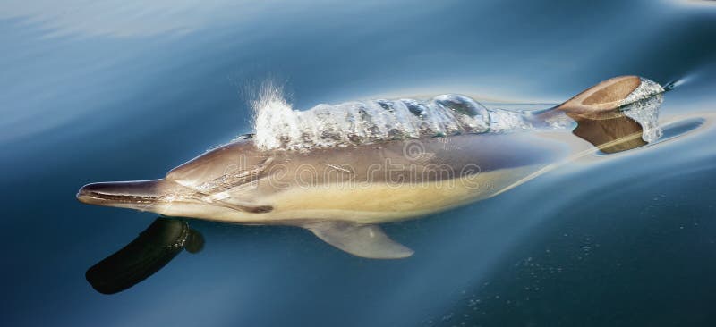 Dolphin taking breath