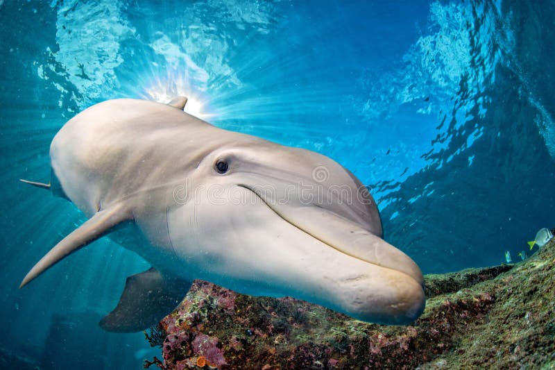 Dolphin underwater on ocean background