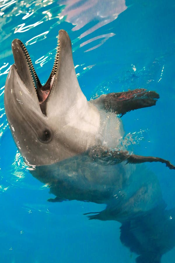 The Dolphin leaned out of the water and opened his mouth stock photo The Dolphin leaned out of the water and opened his mouth stock photo