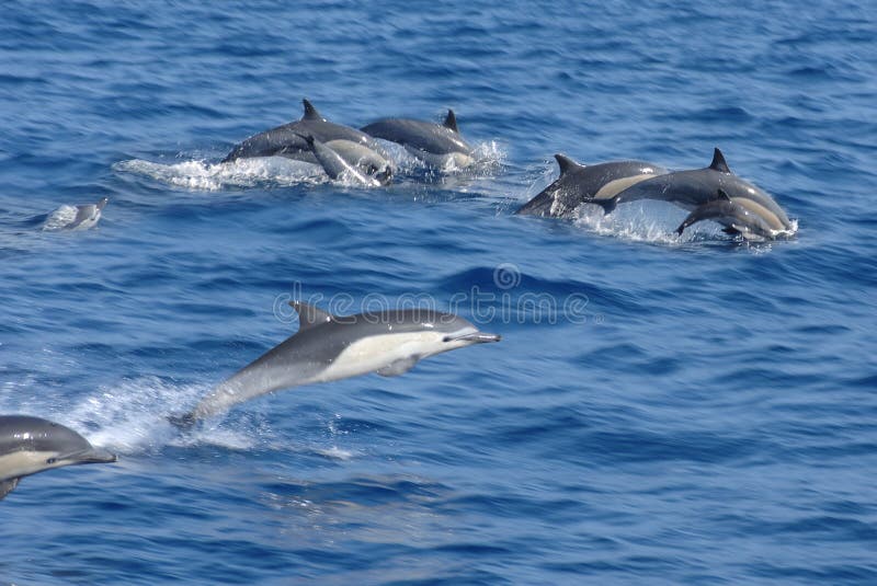 Delfine springen aus dem Wasser.