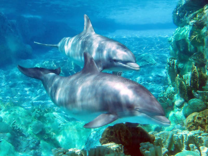 Delfíni v parku.