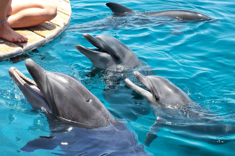 Gemakkelijk dun hout Dolphins at the Dolphin Reef in Eilat. Israel Stock Photo - Image of  friend, bottle: 191554298