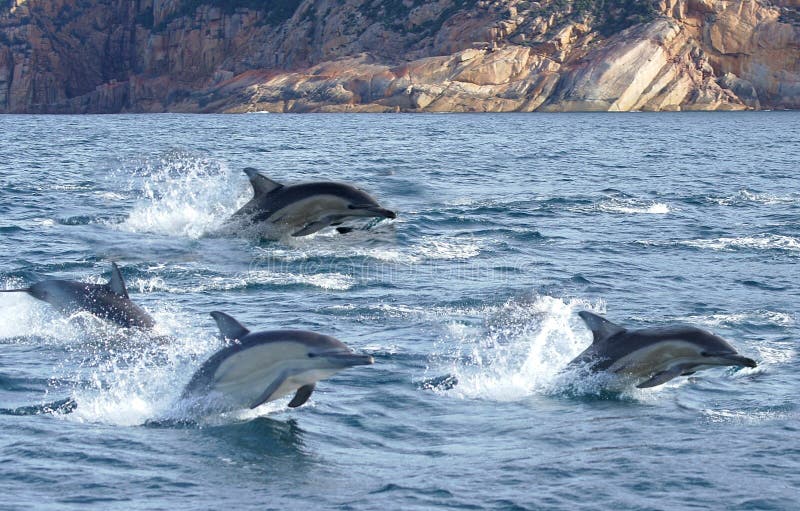 Dolphins Flying