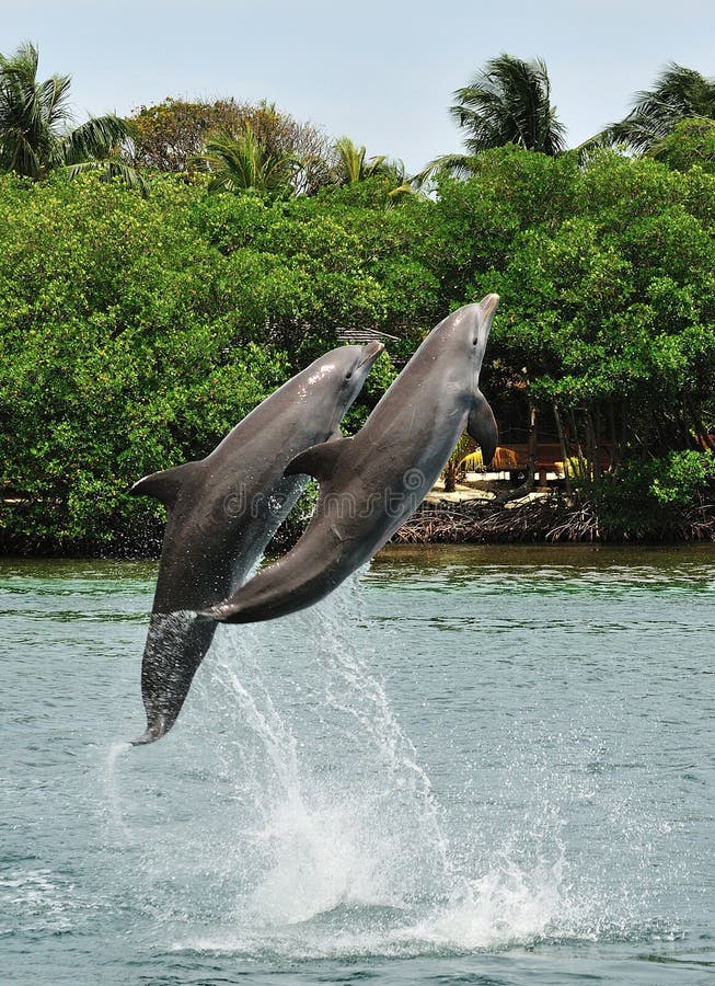 Dolphins Jumping Out of the Water at Sunset Stock Image - Image of ...