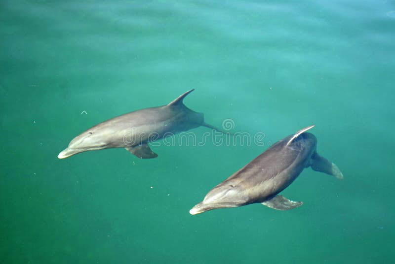 Dolphins Nap