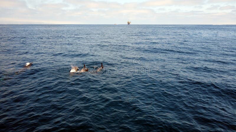 Dolphins near Channel Islands, California