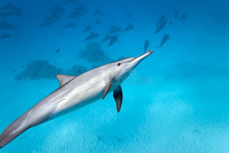 Dolphins in the red sea. Dolphins in the red sea