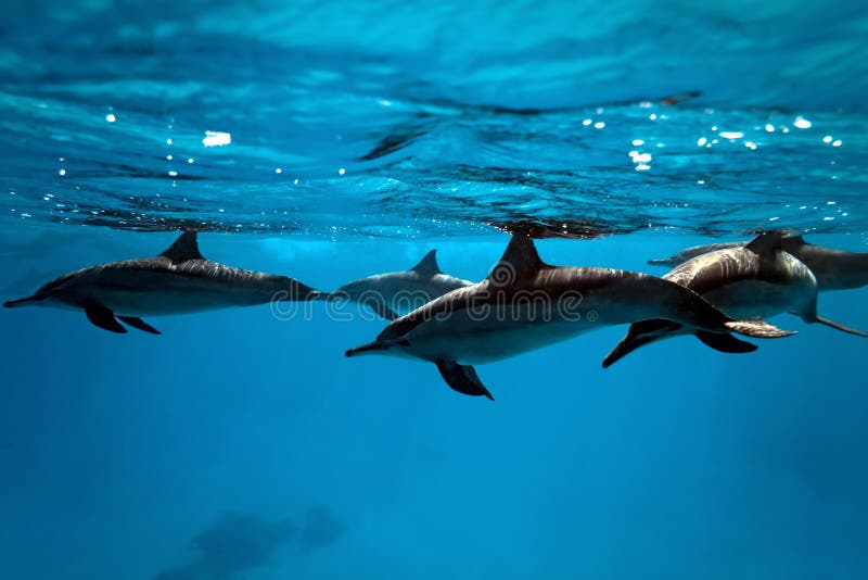 Dolphins under water in the red sea. Dolphins under water in the red sea