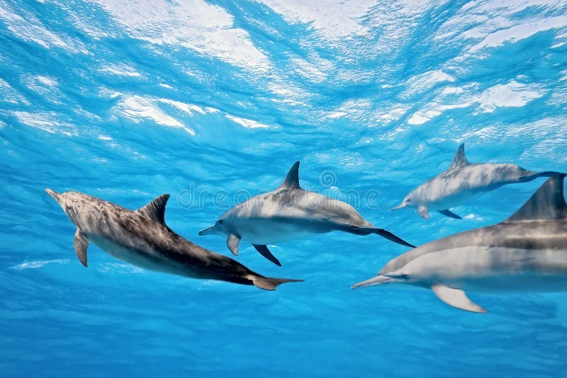 Dolphins in the sea picture from red sea