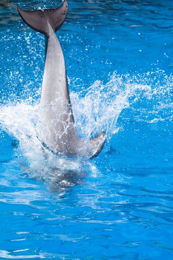 Dolphins Swim In The Pool Stock Photo. Image Of Happy - 37284676