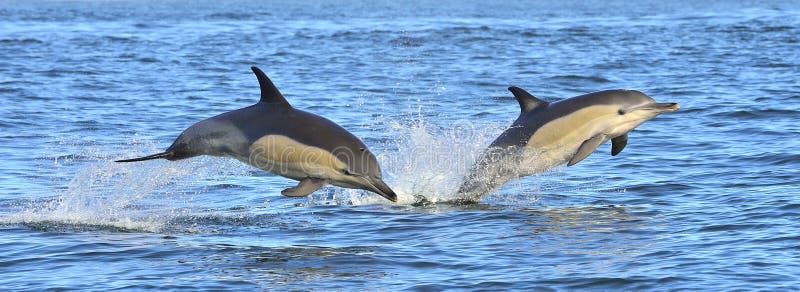 Delfíny, plávanie v oceán.