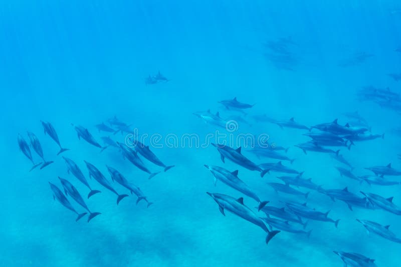 Dolphins Swimming in the Ocean, Amazing Underwater View. Dolphins Swimming in the Ocean, Amazing Underwater View