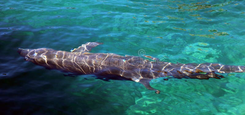 Dolphins are a widely distributed and diverse group of aquatic mammals.