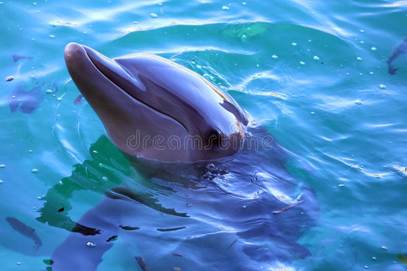 Dolphins are a widely distributed and diverse group of aquatic mammals.