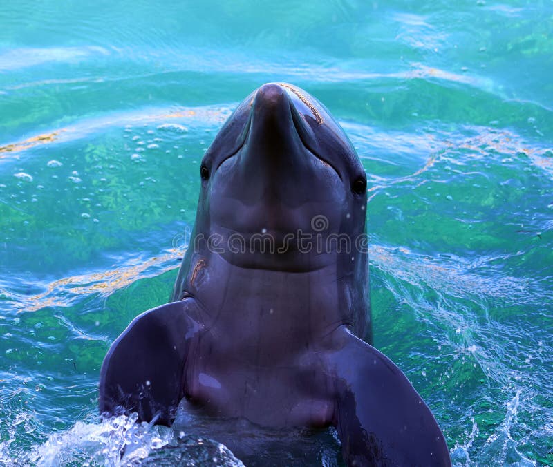 Dolphins are a widely distributed and diverse group of aquatic mammals.