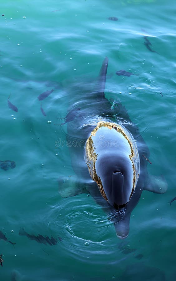 Dolphins are a widely distributed and diverse group of aquatic mammals.