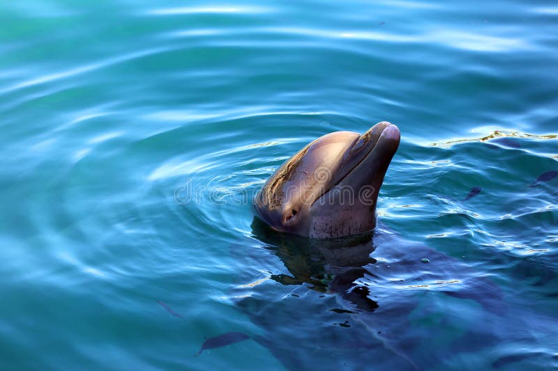 Dolphins are a widely distributed and diverse group of aquatic mammals.