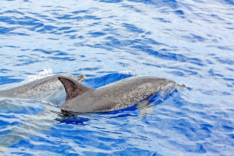 Dolphins stock photo. Image of wild, bottlenose, wave - 64627526