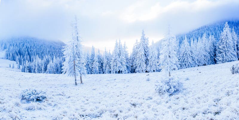 Dolt träd för magisk vintersnö Skönheten av världen carpathians ukraine Europa fotografering för bildbyråer Dolt träd för magisk vintersnö Skönheten av världen carpathians ukraine Europa fotografering för bildbyråer