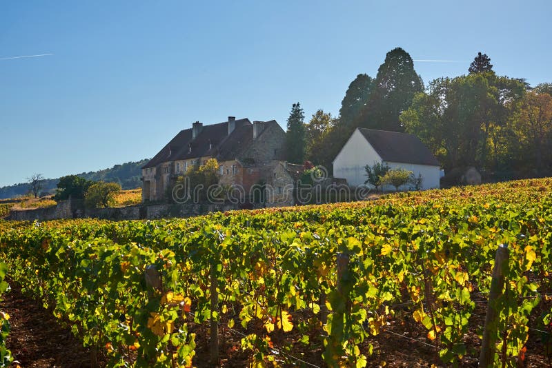 Domaine de vin de Bourgogne sous un Sun rayonnant pendant Sunny Autumn D photographie stock libre de droits Domaine de vin de Bourgogne sous un Sun rayonnant pendant Sunny Autumn D photographie stock libre de droits